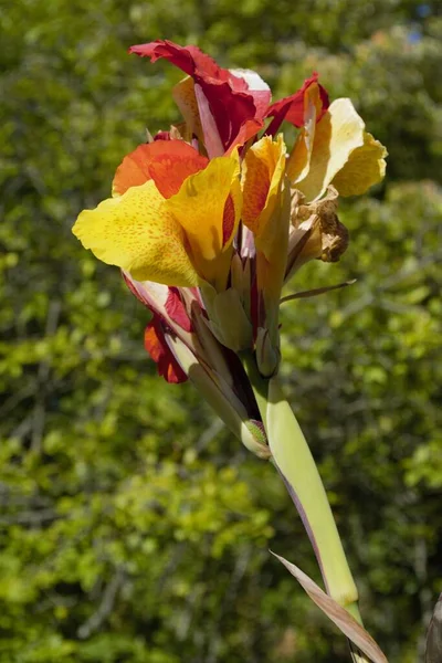 Die Blühende Canna Lilie Blüht Gegen Waldbäume — Stockfoto