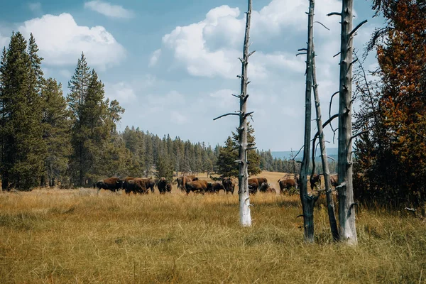 Eine Bisonfamilie Der Nähe Einer Straße Yellowstone Gesichtet — Stockfoto