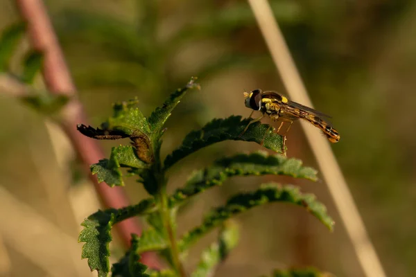 Eine Selektive Fokusaufnahme Eines Insekts Auf Eine Pflanze — Stockfoto