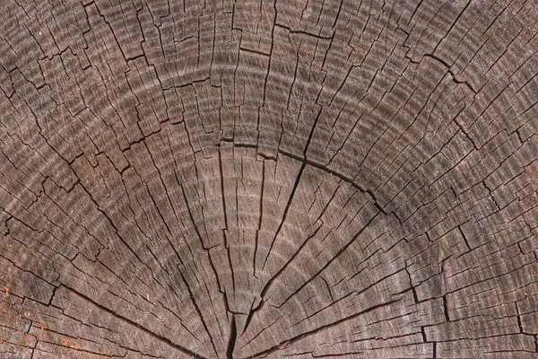 Κοντινό Πλάνο Κομμένης Υφής Κορμού Δέντρου Ρωγμές Στην Κορυφή — Φωτογραφία Αρχείου