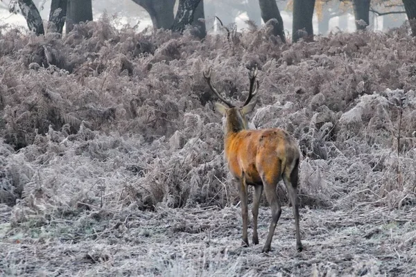 Een Kleine Schattige Antilope Wandelen Gras Een Bos Buiten — Stockfoto