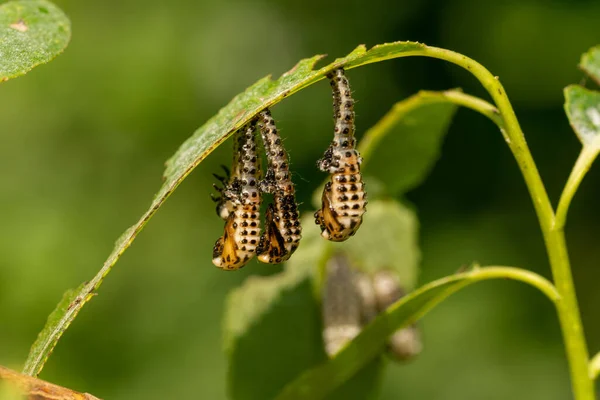 Closeup Caterpillars Plant Blurred Background — Stock Photo, Image