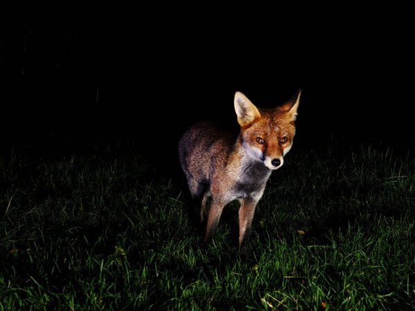 A closeup of a beautiful sly fox lurking on the grass in the dark
