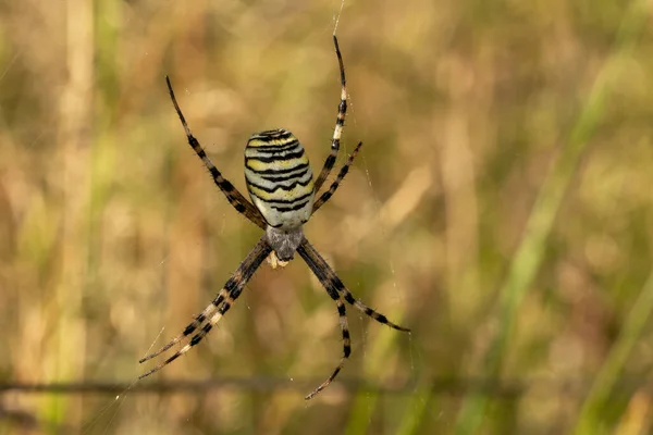 Een Close Van Een Spin Weeft Een Web Het Bos — Stockfoto