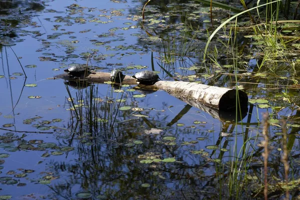 Turtles Floating Tree Trunk Pond — Stock Photo, Image