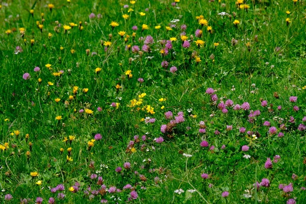 一片绿地上盛开的野花高角镜头 — 图库照片