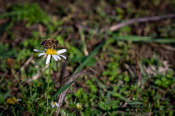 Egy Méhecske Áll Egy Kamillavirágon Homályos Háttérrel — Stock Fotó