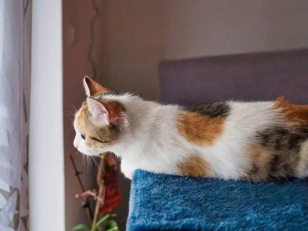 Gato Tricolor Bonito Deitado Sofá Olhando Para Fora Janela — Fotografia de Stock