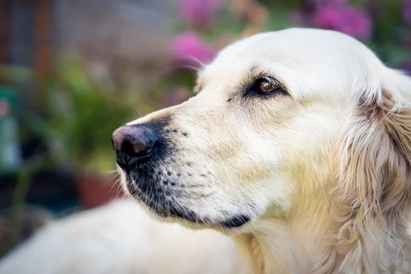 Közeli Kép Egy Boldog Golden Retriever Kutya Kertben — Stock Fotó