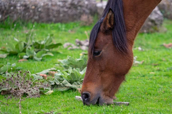 一只可爱的棕色马在绿地里吃草的特写镜头 — 图库照片