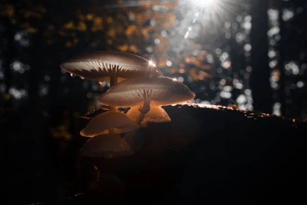 Μια Επιλεκτική Φωτογραφία Εστίαση Του Μύκητα Πορσελάνη Στον Ήλιο — Φωτογραφία Αρχείου