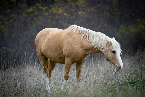 在朦胧的背景下 森林里有一匹棕色的马在吃草 风景如画 — 图库照片
