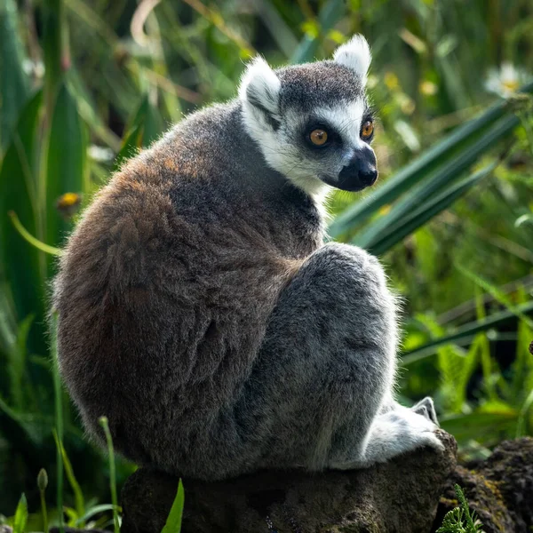 Side View Ringed Tail Lemur Sitting Piece Stone Green Forest — Stock Photo, Image
