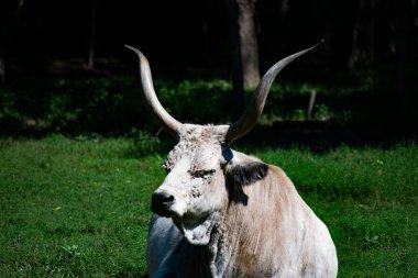 Beyaz bir öküzün yakın plan fotoğrafı.