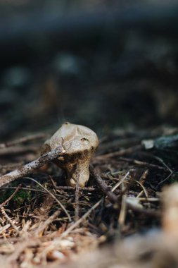 Büyüleyici bir ormanda huzurlu bir mantar manzarası.