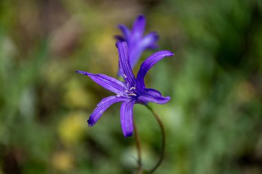Mavi çiçeğin yüzeysel odak noktası