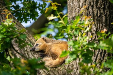 Güney Amerika 'dan halka kuyruklu bir koati ağaçta oturuyor.