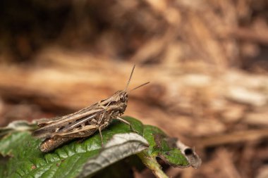 Yaprağın üzerinde oturan bir çekirgenin yakın plan çekimi.
