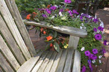 Ahşap çitin yanında yetişen mor, kırılgan bir çiçek.