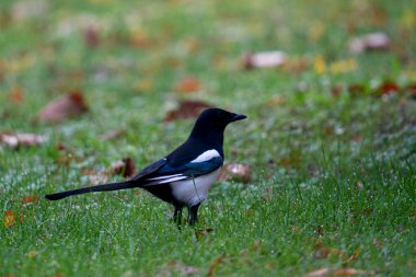 Yerde yalnız bir saksağan kuş