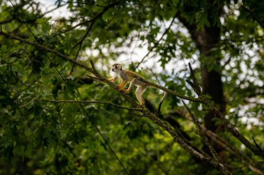 Ağaçtaki bir sincap maymunun güzel bir görüntüsü.