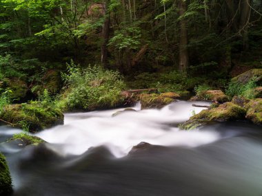 Ormandaki bir dereye uzun süre maruz kalmak.