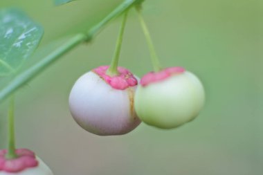 İki tane makro çekim.