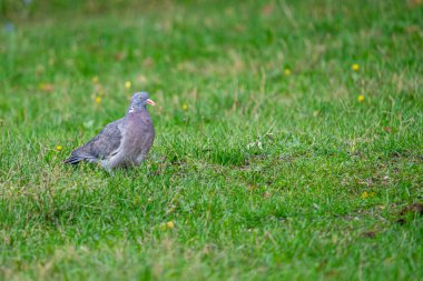 Yeşil bir tarlada yürüyen sevimli gri bir güvercinin yakın çekimi.