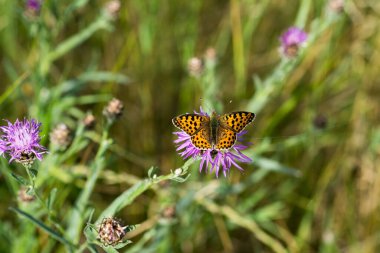 Mor bir çiçekte gümüş rengine boyanmış bir kelebeğin yakın çekimi.