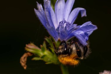 Hindiba üzerine seçici bir odak atışı.