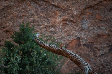 Arches Ulusal Parkı 'ndaki kuru ağaçlara yakın çekim