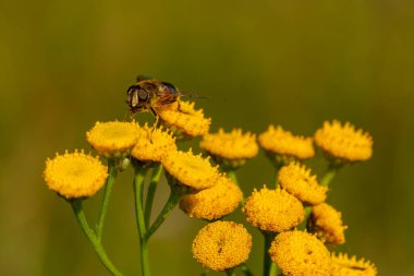 A closeup of a bee on a flower in a garden