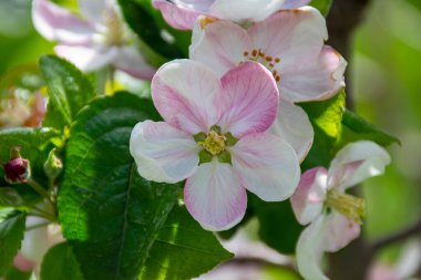 Ağaçtaki elma çiçeklerinin yakın çekimi.