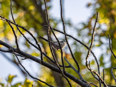 A long-tailed tit (Aegithalos caudatus) perched on a branch in Yokohama park, Japan