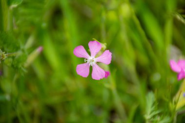 Bahçedeki mor bir kedi sineğinin seçici odak noktası.