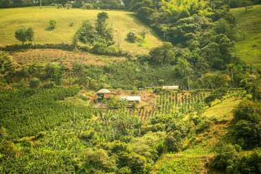 Tepedeki yeşilliklerle kaplı bir çiftliğin havadan görüntüsü.