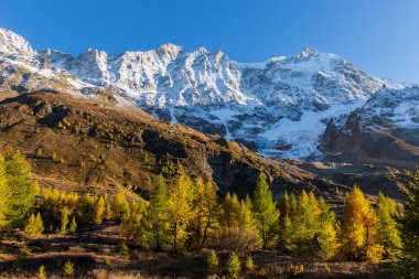 Sonbaharda ya da sonbaharda karla kaplı karla kaplı ağaç ormanı Wallis Loetschental İsviçre 'nin arka planında.