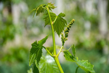 Güneşli bir günde üzüm bağındaki bir asmanın yakın çekimi.