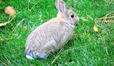 Açık kahverengi bir tavşanın, kulakları yukarıda çimlerin üzerinde otururken çekilmiş şirin bir yakın plan fotoğrafı.