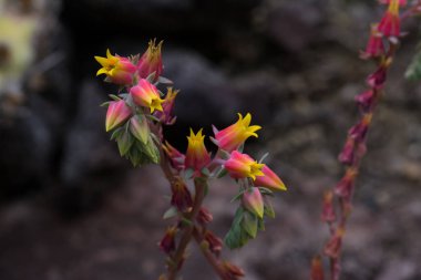 Echeveria bitkilerinin sığ odak noktası