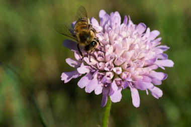 Güzel mor çiçeklerin üzerinde tozlaşan eşek arısının yakın çekimi