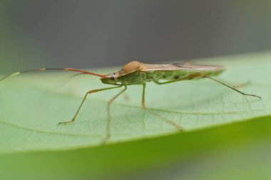 Yeşil yapraklı yeşil bir Trigonotylus ruficornis böceğinin yakın çekimi.