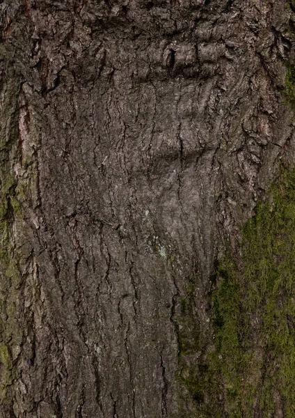 Крупный План Ствола Дерева Покрытого Мхом — стоковое фото