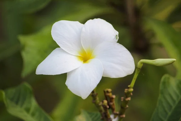 Zbliżenie Ujęcie Kwitnącego Białego Żółtego Kwiatu Plumerii — Zdjęcie stockowe