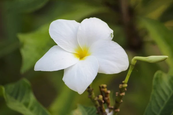 Çiçek Açan Sarı Bir Plumeria Çiçeğinin Yakın Plan Çekimi — Stok fotoğraf