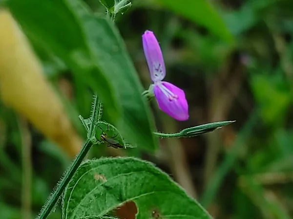 Gros Plan Kakajangha Flowers Plant Focus Sélectif Sur Sujet — Photo