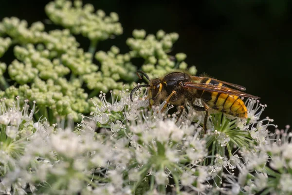 Primer Plano Una Abeja Una Flor Bosque —  Fotos de Stock