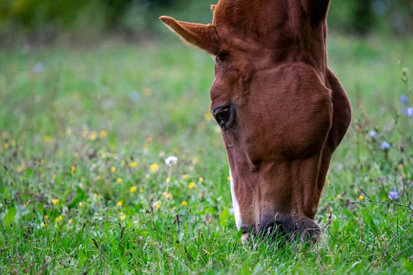 Zbliżenie Uroczego Brązowego Konia Wypasającego Trawę Zielonym Polu — Zdjęcie stockowe