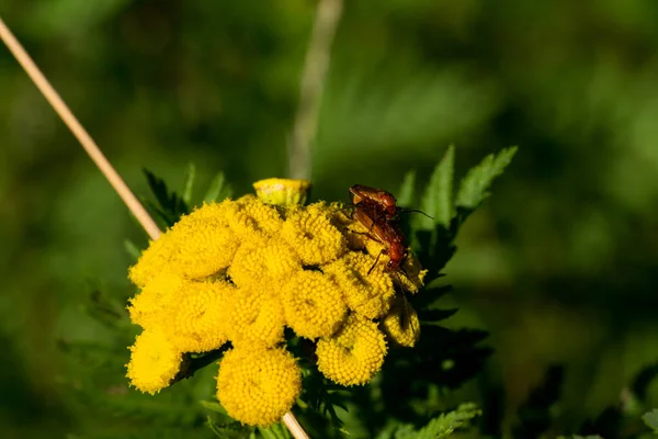 Gros Plan Insectes Reproducteurs Sur Des Fleurs Sauvages Jaunes — Photo