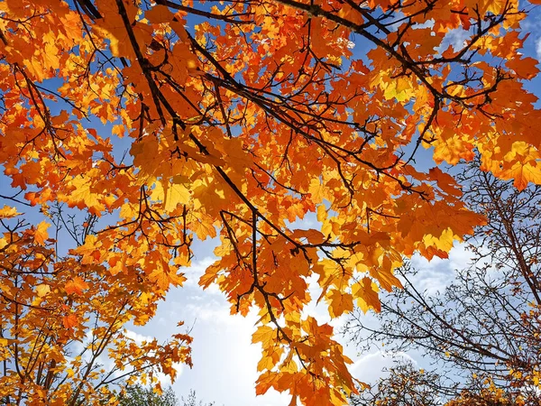 Der Bunte Ahornbaum Blättert Herbst Vor Einem Wolkenverhangenen Blauen Himmel — Stockfoto